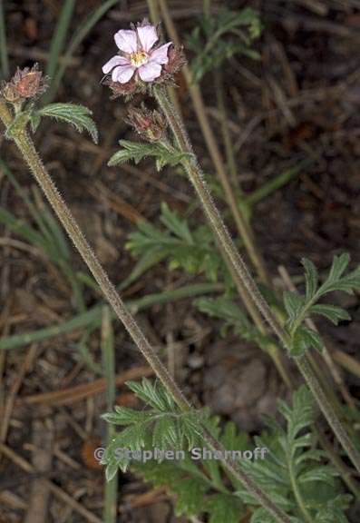 horkelia fusca var pseudocapitata 2 graphic